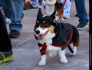 Tour de Corgi 2023