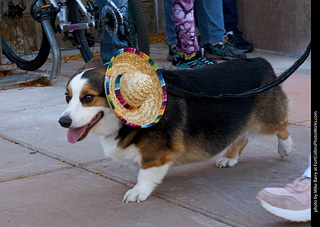 Tour de Corgi 2023