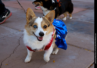 Tour de Corgi 2023