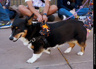 Tour de Corgi 2023