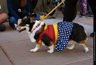 Tour de Corgi 2023