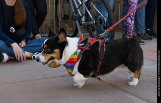 Tour de Corgi 2023