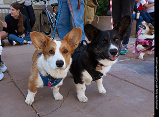 Tour de Corgi 2023