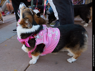 Tour de Corgi 2023