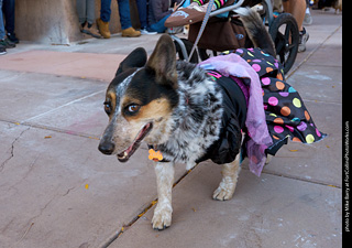 Tour de Corgi 2023