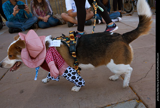 Tour de Corgi 2023