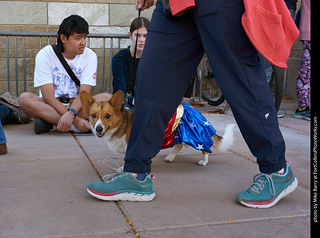 Tour de Corgi 2023