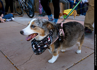 Tour de Corgi 2023