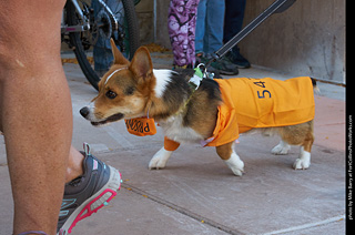 Tour de Corgi 2023