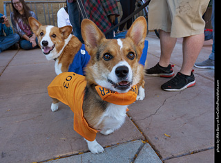 Tour de Corgi 2023