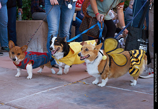 Tour de Corgi 2023