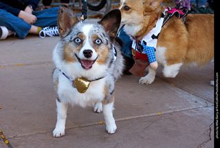 Tour de Corgi 2023