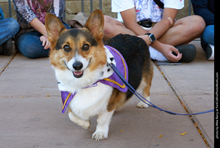 Tour de Corgi 2023