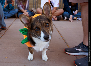 Tour de Corgi 2023