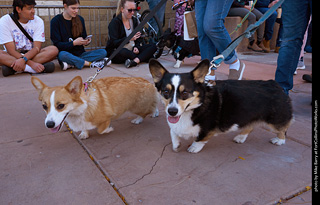 Tour de Corgi 2023