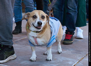 Tour de Corgi 2023