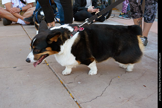 Tour de Corgi 2023