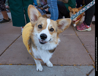 Tour de Corgi 2023