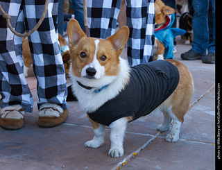 Tour de Corgi 2023