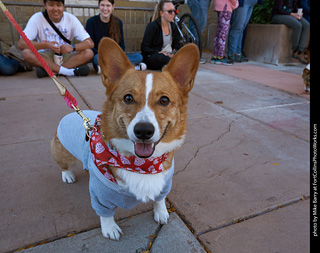 Tour de Corgi 2023