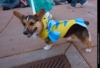 Tour de Corgi 2023