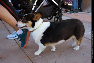 Tour de Corgi 2023