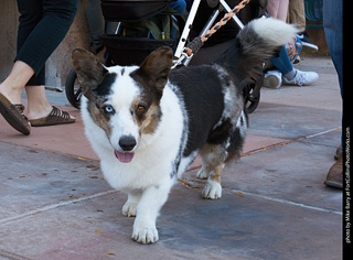 Tour de Corgi 2023