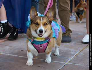 Tour de Corgi 2023