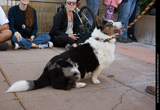 Tour de Corgi 2023