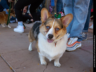 Tour de Corgi 2023