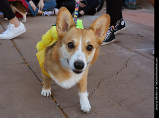 Tour de Corgi 2023