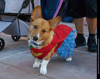 Tour de Corgi 2023