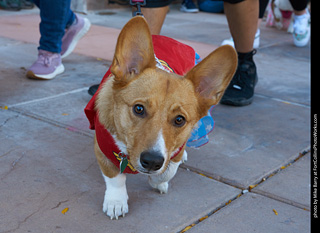 Tour de Corgi 2023