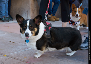 Tour de Corgi 2023