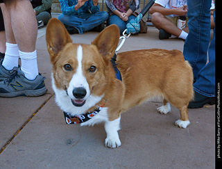 Tour de Corgi 2023