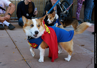 Tour de Corgi 2023