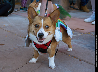 Tour de Corgi 2023