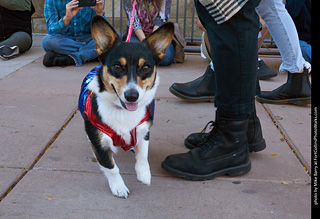 Tour de Corgi 2023