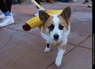 Tour de Corgi 2023