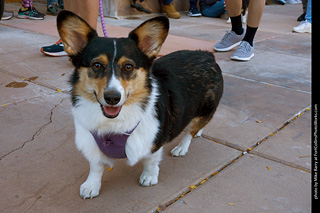 Tour de Corgi 2023