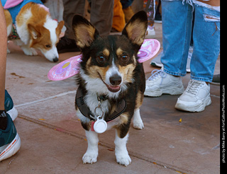 Tour de Corgi 2023