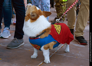 Tour de Corgi 2023