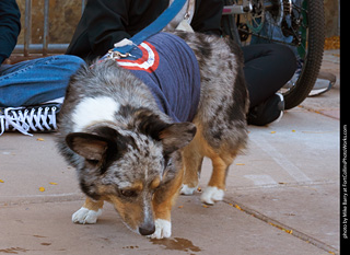 Tour de Corgi 2023