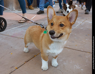 Tour de Corgi 2023