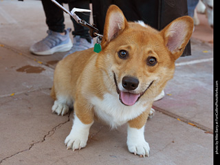 Tour de Corgi 2023