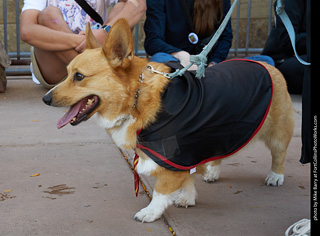 Tour de Corgi 2023