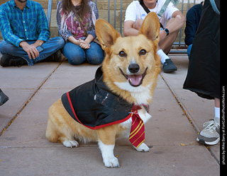 Tour de Corgi 2023