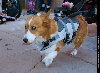 Tour de Corgi 2023