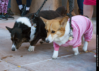 Tour de Corgi 2023