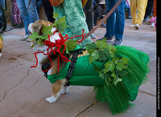 Tour de Corgi 2023